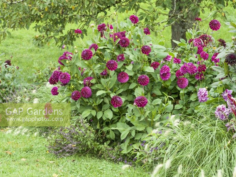 Planting with Dahlia, summer June