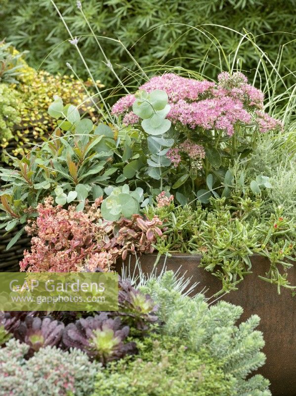 Fall planting in plant container with Sedum and Carex, autumn October