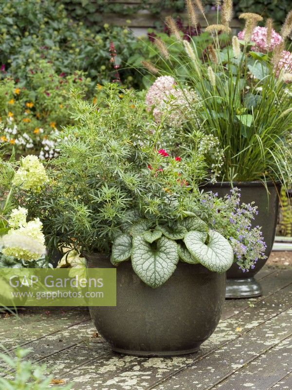 Fall planting in plant container with Brunnera and Nepeta, autumn October