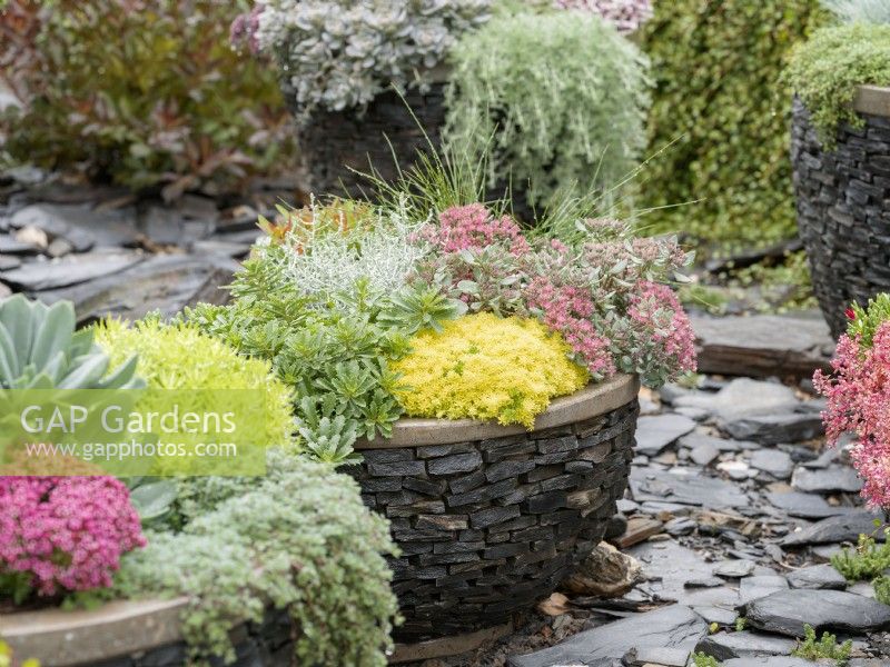 Mixed container of drought-tolerant perennials with colourful foliage including silver-leaved Leucophyta brownii and low-growing sedum, autumn October