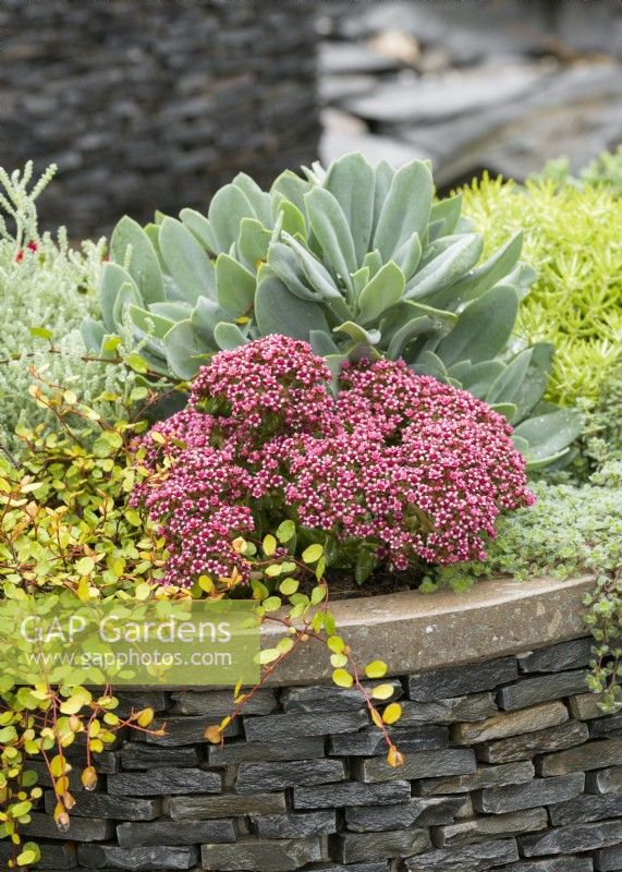 Fall planting in plant container with Sedum and Muehlenbeckia, autumn October