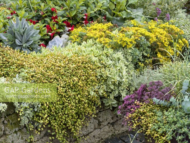 Muehlenbeckia complexa cascading over sides alongside other perennials such as Aptenia cordifolia, autumn October