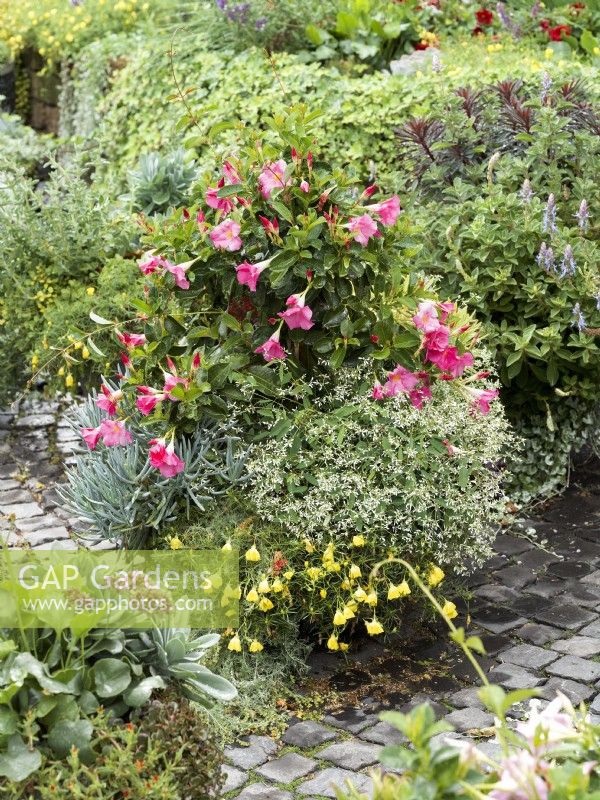 Mixed pot with pink-flowered Mandevilla underplanted with white Euphorbia hypericifolia and yellow Calylophus, autumn October