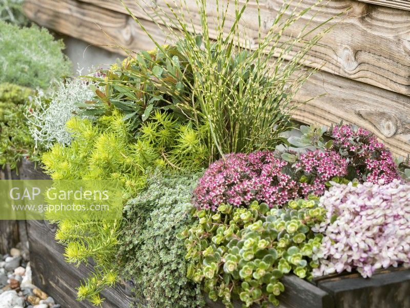 Wooden trough with dwarf Miscanthus - Zebra Grass and Euphorbia underplanted with a mix of succulents, autumn October