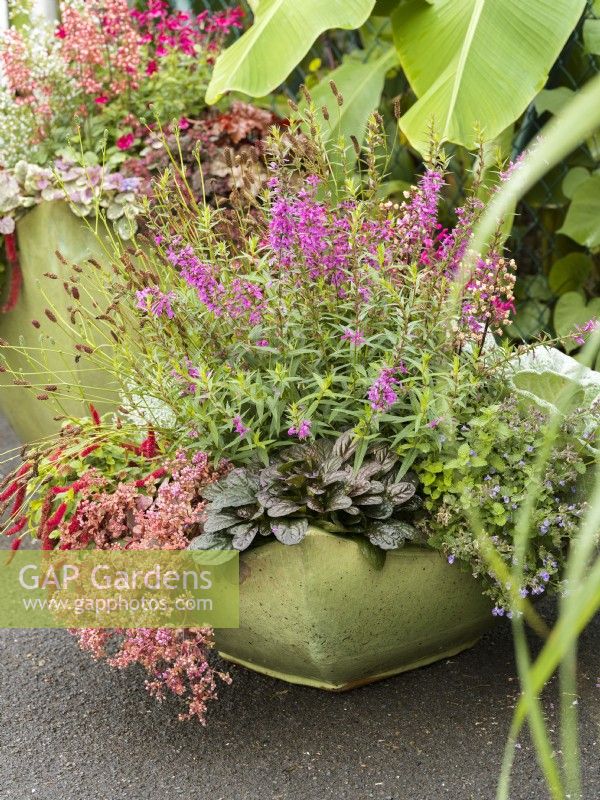 Shallow planter of mixed perennials including purple-flowered Lythrum underplanted with Ajuga reptans and cascading sedum, autumn October