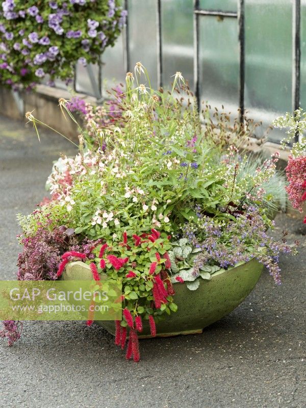 Shallow planter of mixed perennials including pale pink-flowered Salvia underplanted with Nepeta, cascading sedum and Acalypha, autumn October