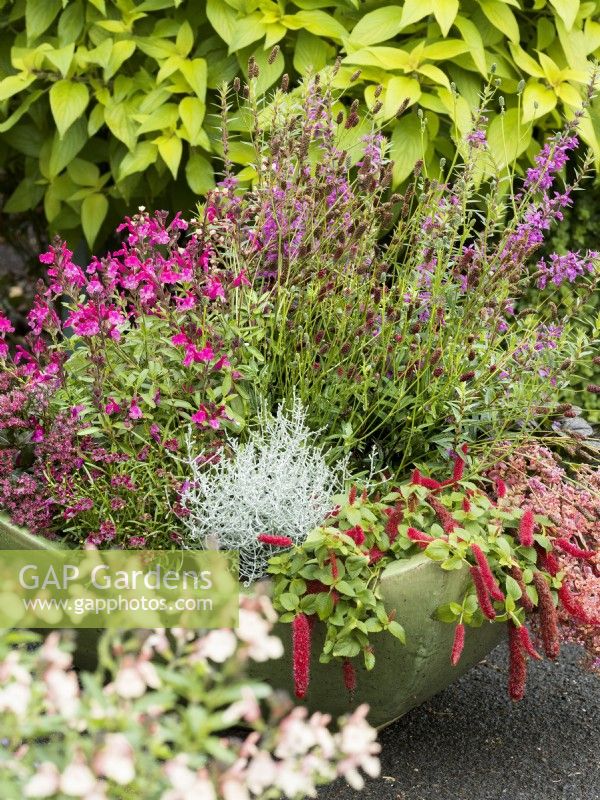 Shallow planter of mixed perennials including pink-flowered Salvia and Lythrum with silver foliage of Leucophyta brownii, cascading sedum and Acaphyla, autumn October