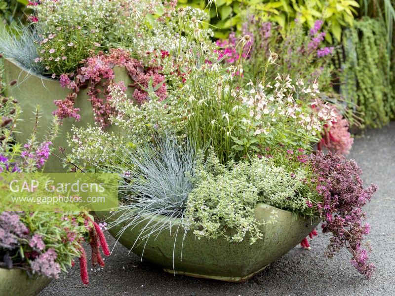 Shallow planter of mixed perennials including pale pink-flowered Salvia and Nepeta with blue grass foliage of Festuca and cascading sedum, autumn October