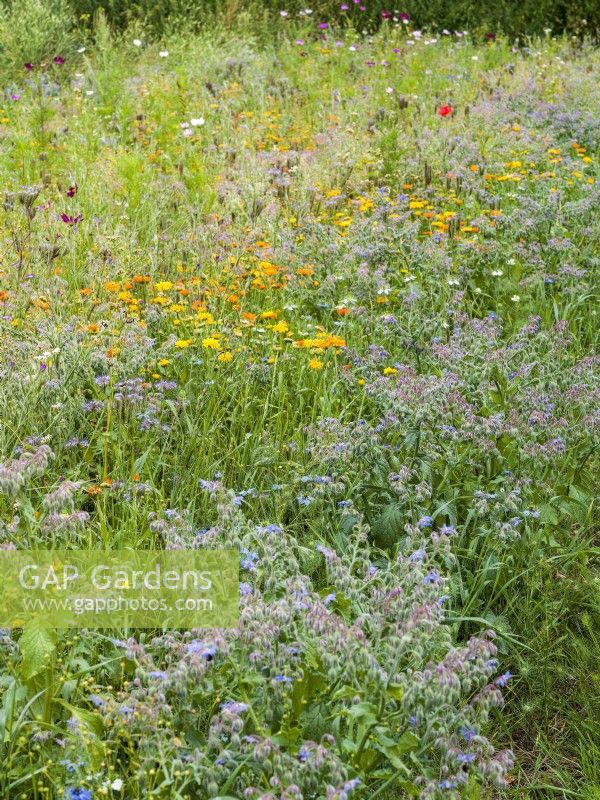 Flower meadow with annuals including yellow Calendula and blue Borago, summer August