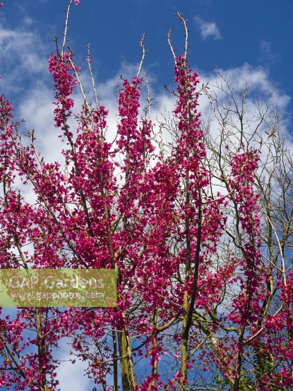 Prunus 'Collingwood Ingram'  in flower March