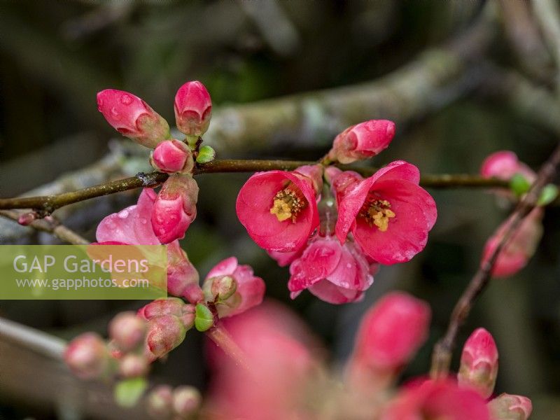 Flowering Quince - 
Chaenomeles japonica