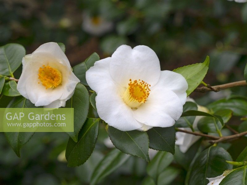 Camellia japonica 'Alba Simplex'   Spring Late March
