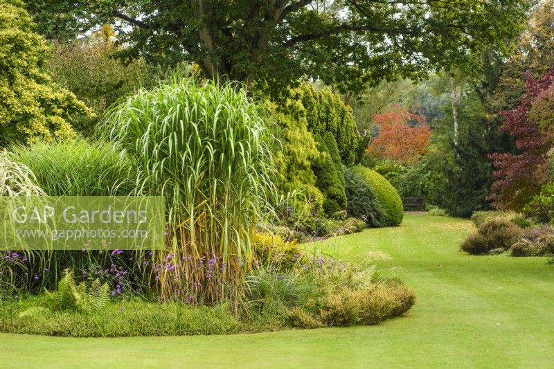 View across the lawn to curved border with Miscanthus giganteus. 