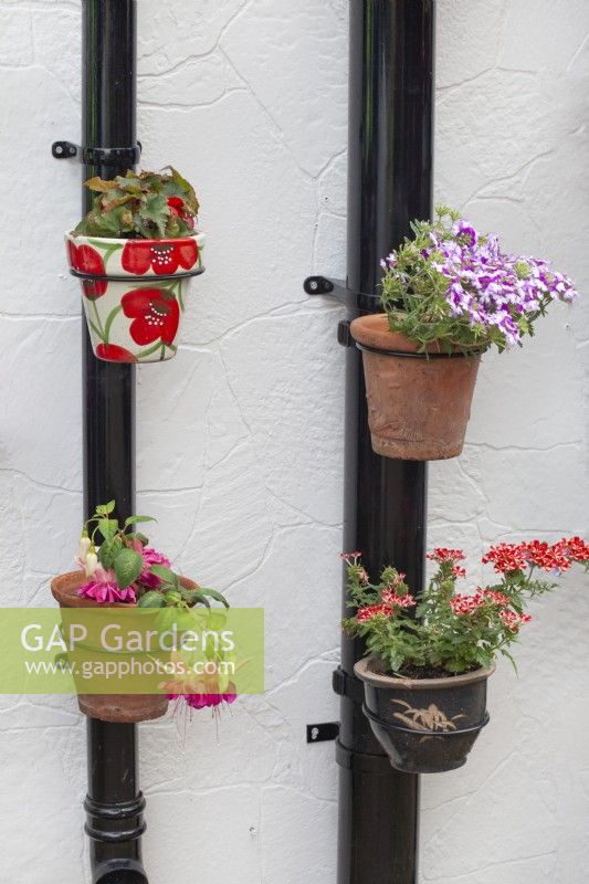 Decorative pots on drainpipes planted with summer bedding, July