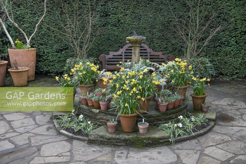 Arrangement of spring bulbs in terracotta pots on the patio at Winterbourne Botanic Gardens, February