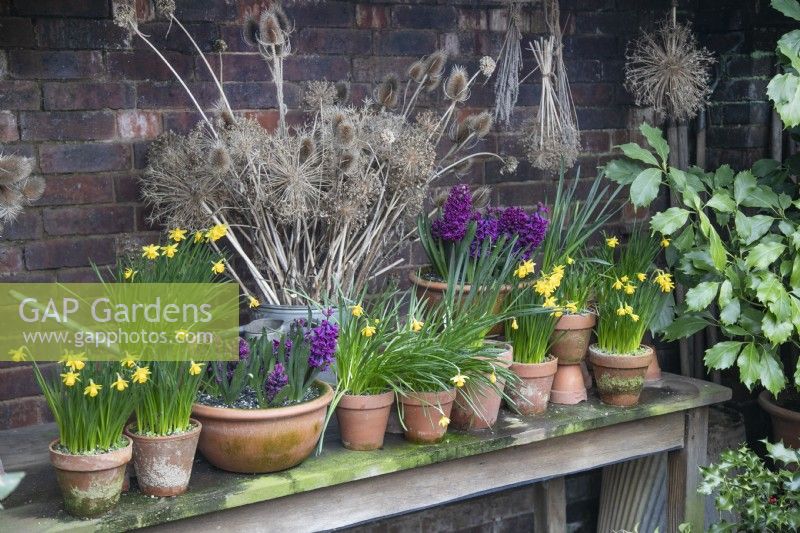 Arrangement of tete a tete daffodils and hyacinth 'Woodstock' in terracotta pots, and dried seed heads at Winterbourne Botanic Gardens, February