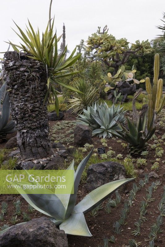 The Cactus and Succulent Garden in the Madeira Botanical Gardens. Summer. 