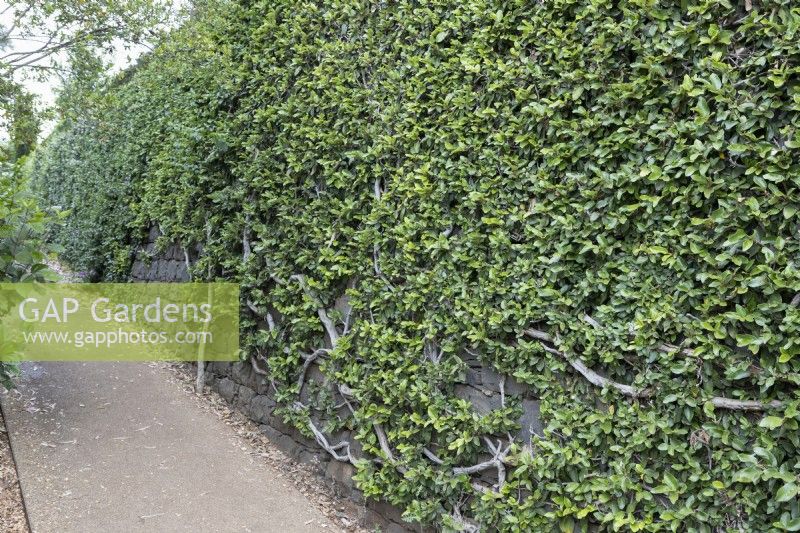 A stone wall, covered in a Ficus pumila, climbing or creeping fig. 