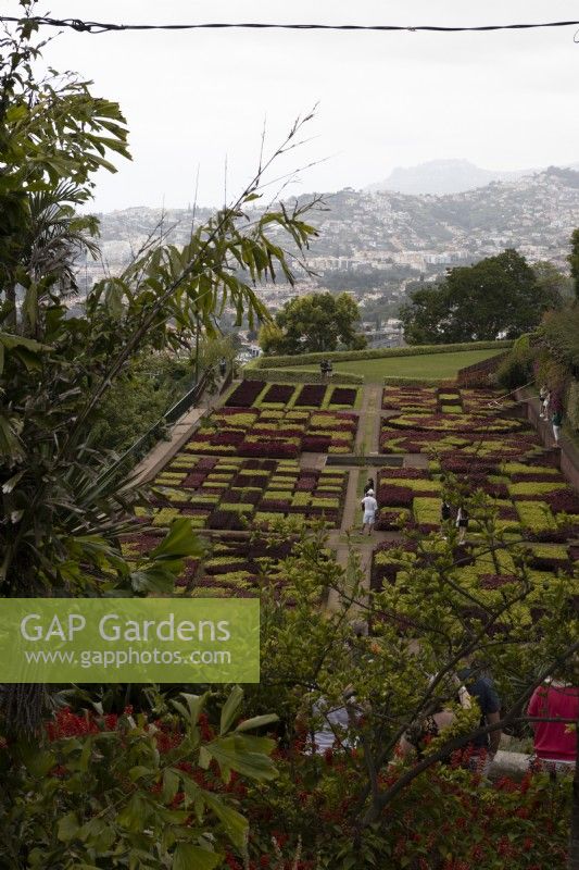 A view over the famous chequred hedges of the Madeira Botanical Gardens, with distant views of Funchal in the background. Summer. 