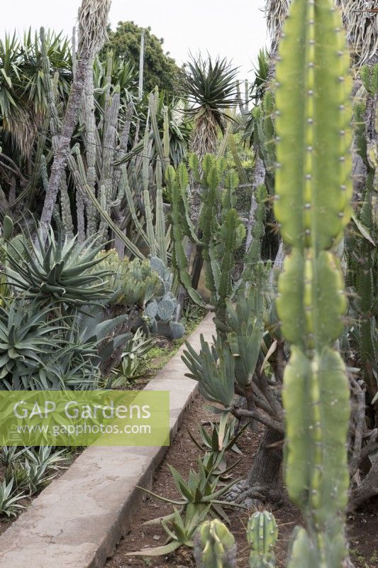 A thin path cuts through the succulent and cactus garden in the Madeira Botanical gardens. Summer. 