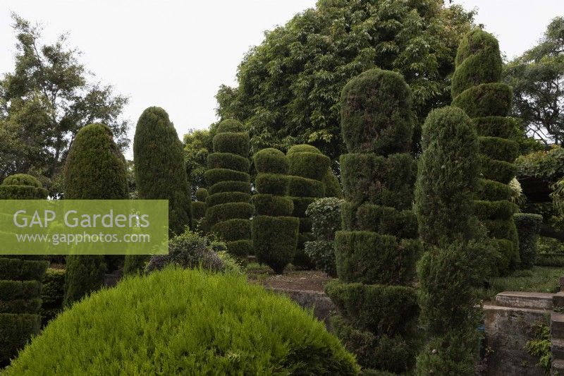 The Topiary Garden in the Madeira Botanical Gardens. Summer. 