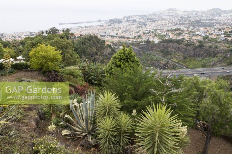 Looking over succulents in the Madeira Botanical Garden down to Funchal in the distance. Summer.
