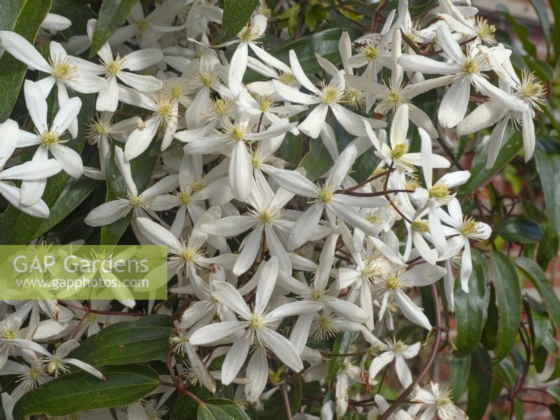 Clematis armandii Armand clematis late March Spring