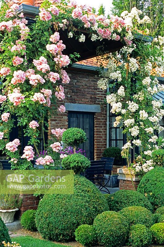 Pergola and seating area with climbing rose 