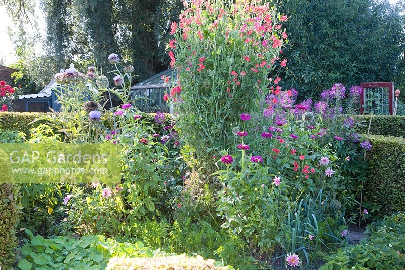 Annuals in the cottage garden 