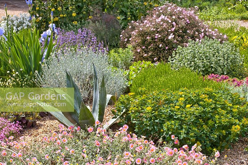 Gravel garden, Helianthemum, Santolina, Iris barbata Jane Phillips, Agave, Cistus Grayswood Pink 