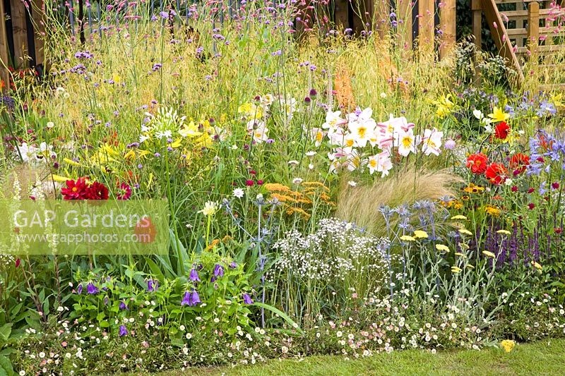 Flower meadow with grasses 