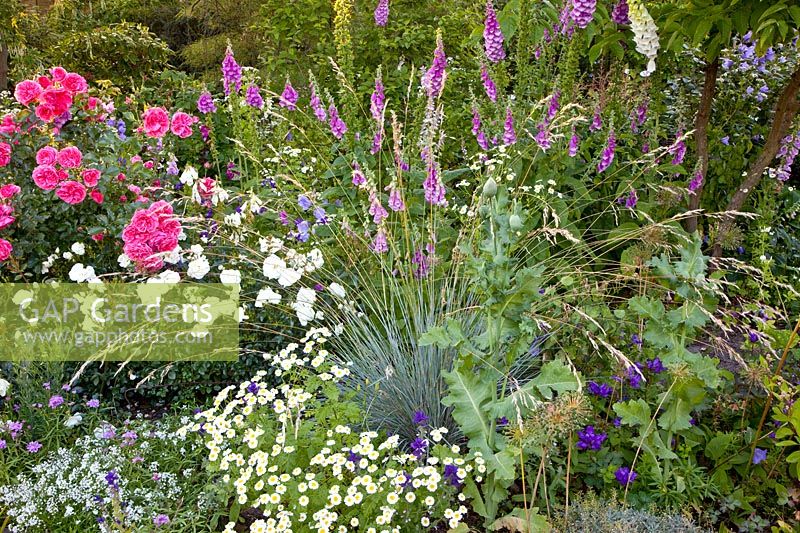 Bed with blue oats, perennials and roses 
