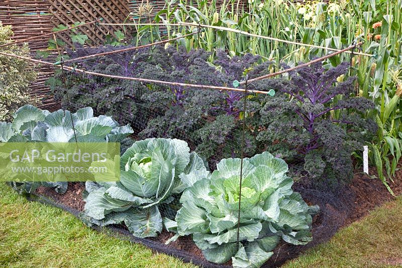 Cabbage in a protective cage 