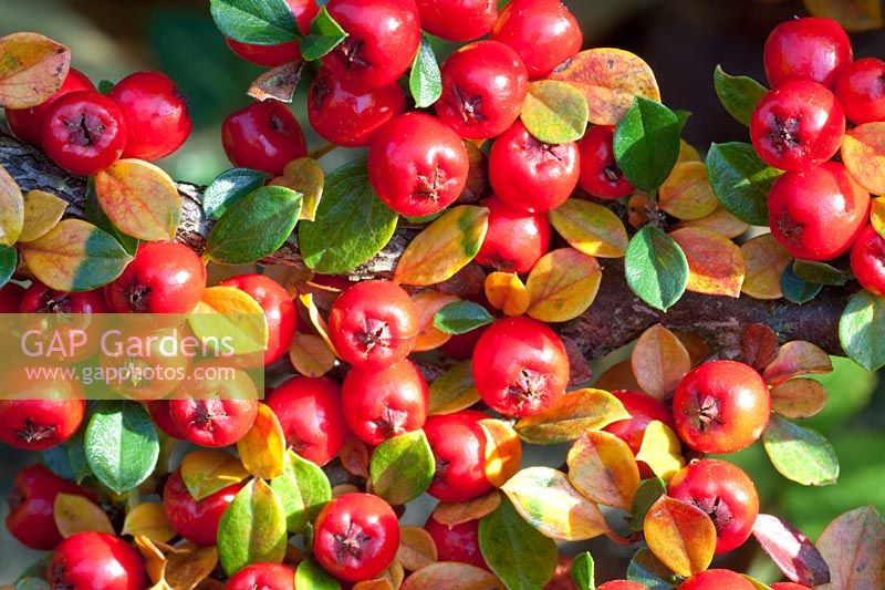 Portrait berries Cotoneaster, Cotoneaster horizontalis 