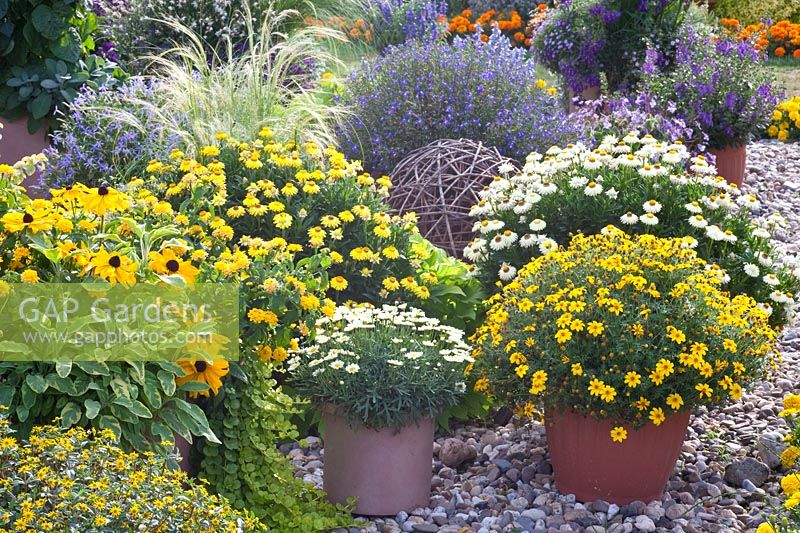Pots with summer flowers 