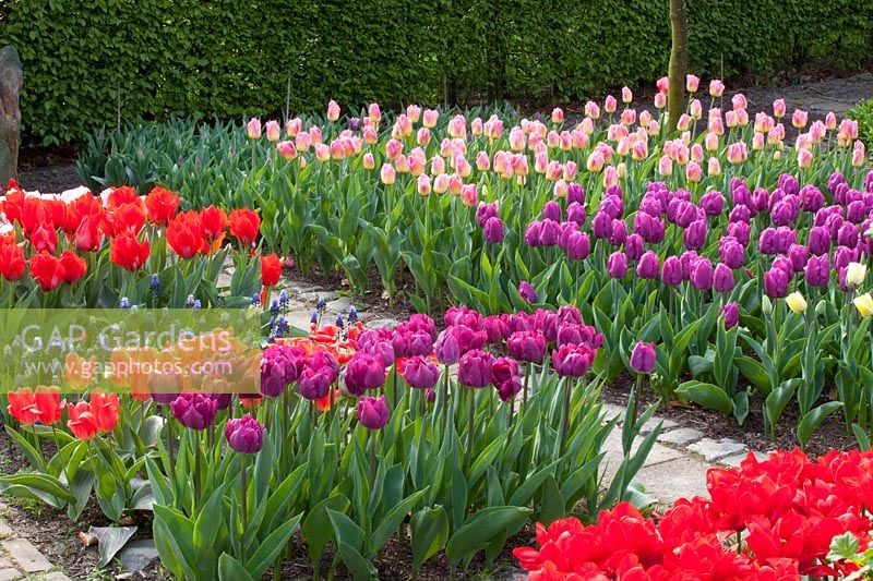 Tulips in the garden 