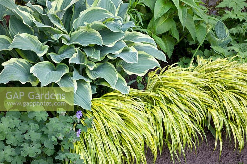 Hosta and Japanese forest grass 