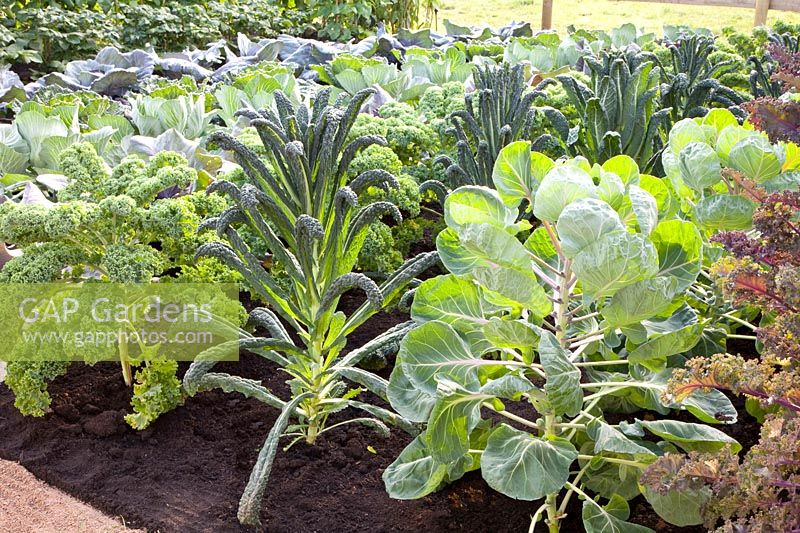 Bed with kale, Brussels sprouts and palm cabbage, Brassica oleracea Brilliant, Brassica oleracea Black Tuscany 
