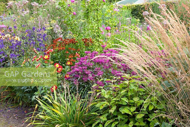 Bed with perennials, dahlias and reed grass 
