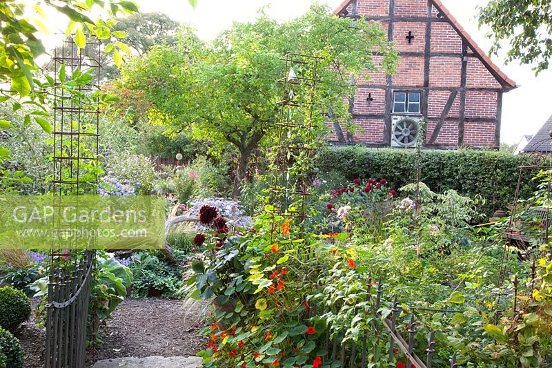 Garden view with apple tree, dahlias and asters, Malus Granny Smith, Dahlia Karma Choc, Aster frikartii Mönch 