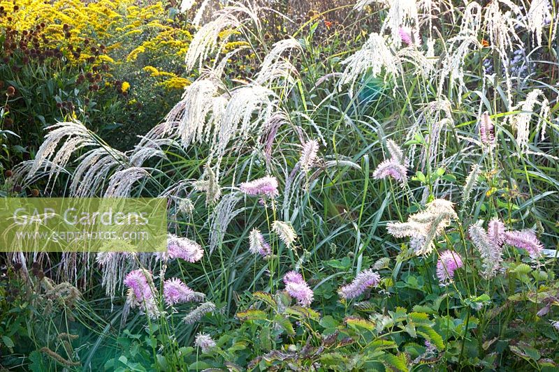 Bed with Chinese silver grass and burnet, Miscanthus sinensis Cascade, Sanguisorba obtusa Hokkaido 