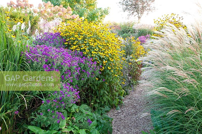Coneflower and Chinese silver grass, Rudbeckia triloba, Miscanthus sinensis, Aster 