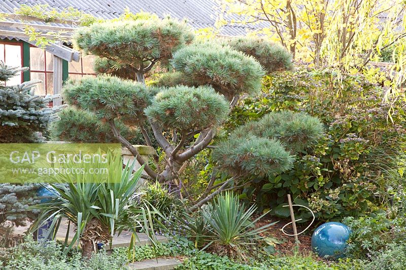 Silk pine as Big Bonsai, Pinus strobus Radiata 