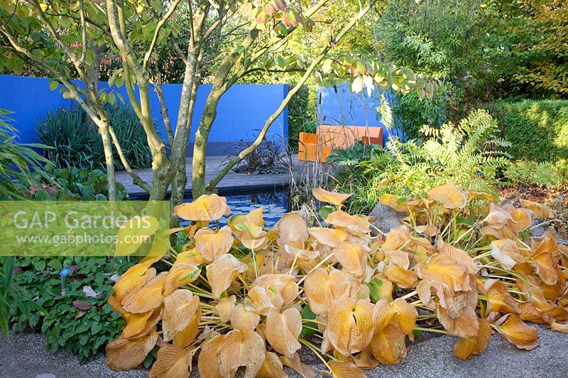 Modern garden in autumn, hostas and dogwood, Hosta, Cornus controversa 