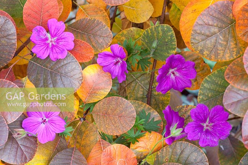 Autumn colouring of Smoke Tree, Cotinus coggygria Royal Purple,Geranium Khan 