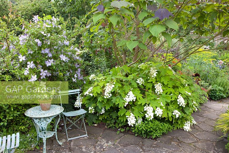 Seating area in small garden, Clematis, Hydrangea quercifolia 