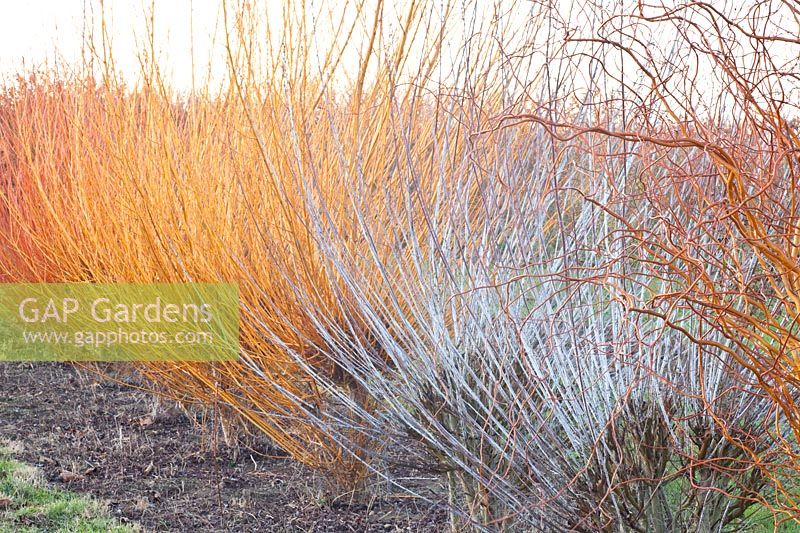 Willows in winter, Salix alba 