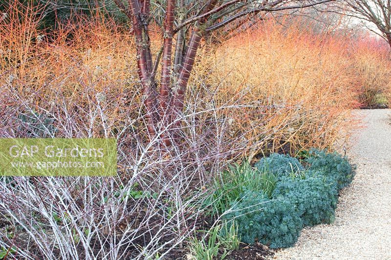 Garden in winter, Prunus serrula, Rubus thibetanus Silver Fern, Cornus sanguinea Winter Beauty, Ruta graveolens 