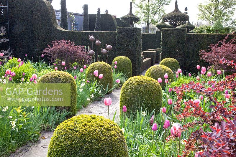 Formal garden with tulips and daffodils, Tulipa Pink Impression, Tulipa Pink Diamond, Tulipa Rosalie, Tulipa Violet Beauty, Narcissus Bellsong 