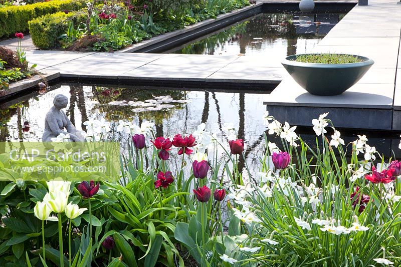 Modern garden in spring, Tulipa Ronaldo, Tulipa negrita 